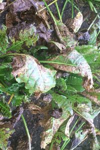 uploads/images/disease/Leaf spot of beet root.jpg